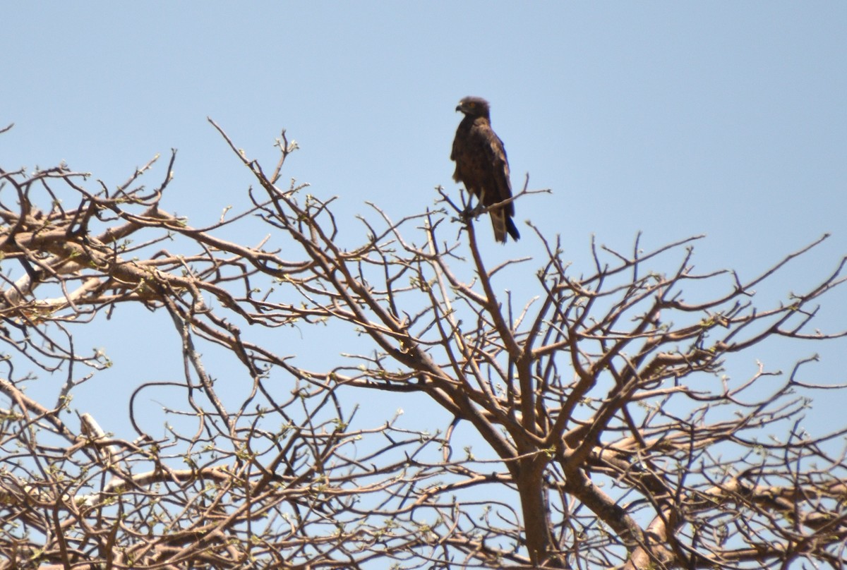 Circaète brun - ML647694534