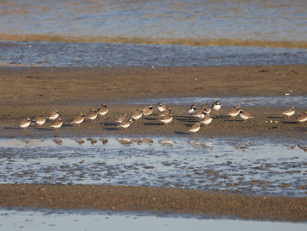 Pluvier grand-gravelot - ML647694536