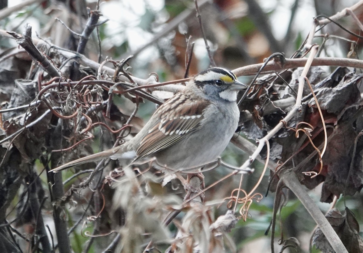 Bruant à gorge blanche - ML647694537