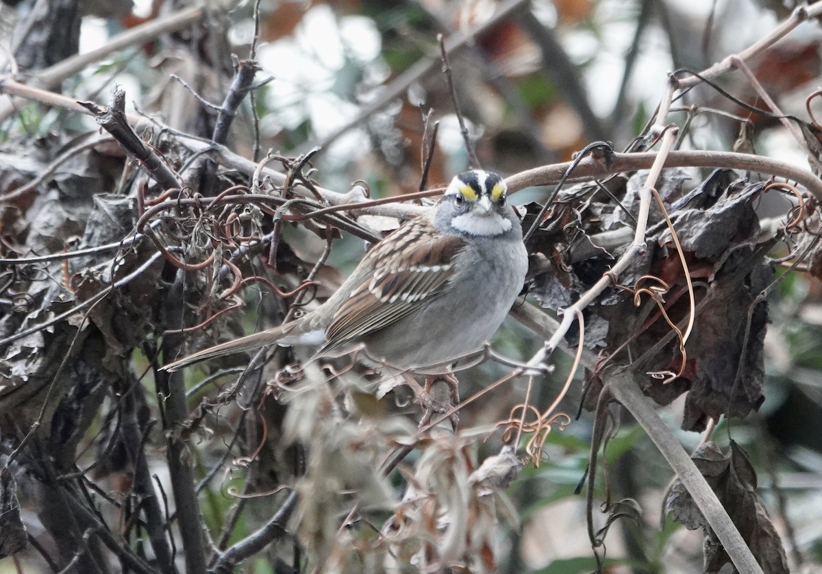 Bruant à gorge blanche - ML647694538