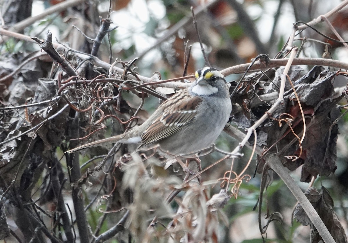 Bruant à gorge blanche - ML647694539