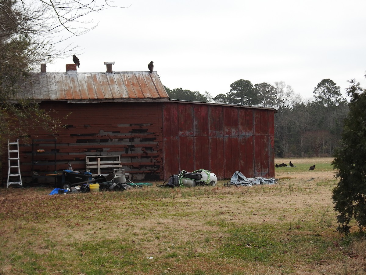 Turkey Vulture - ML647694552