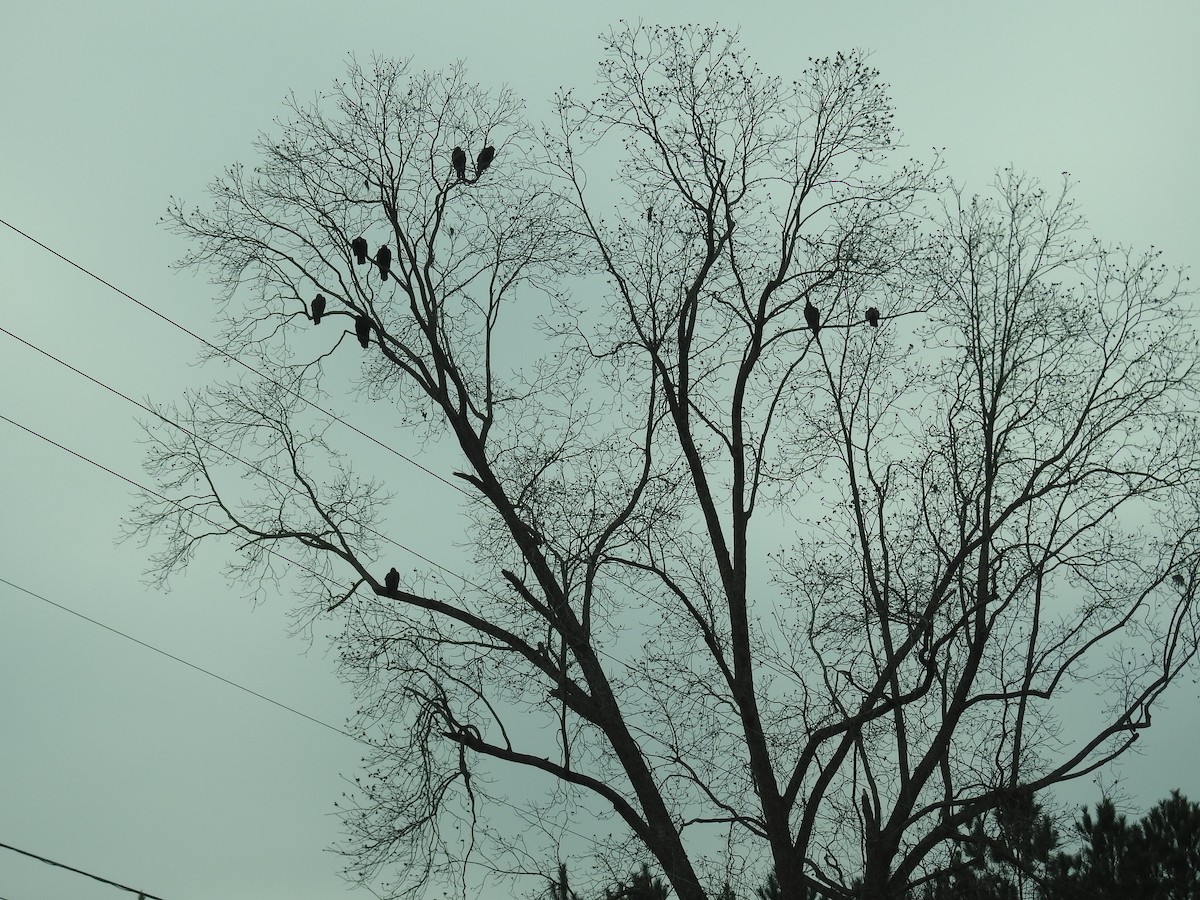 Turkey Vulture - ML647694554