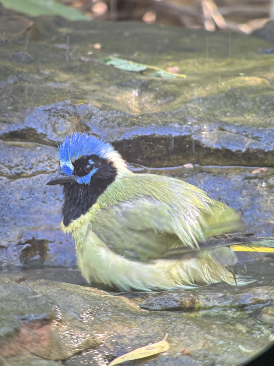 インカサンジャク - ML647694575