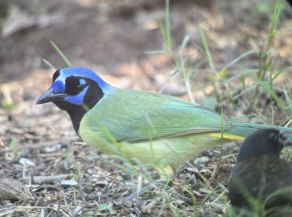 インカサンジャク - ML647694576