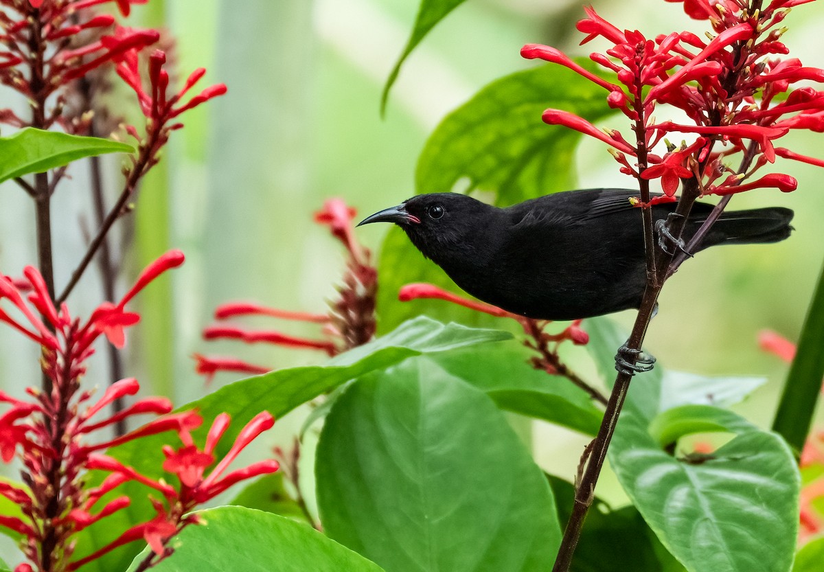 Bananaquit (St. Vincent and Grenada) - ML647694581