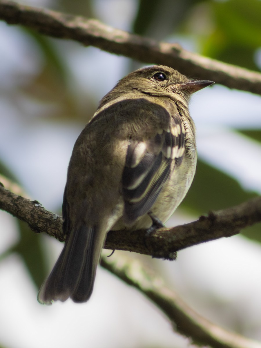 Acadian Flycatcher - ML647694593