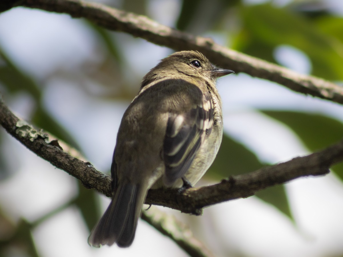 Acadian Flycatcher - ML647694594