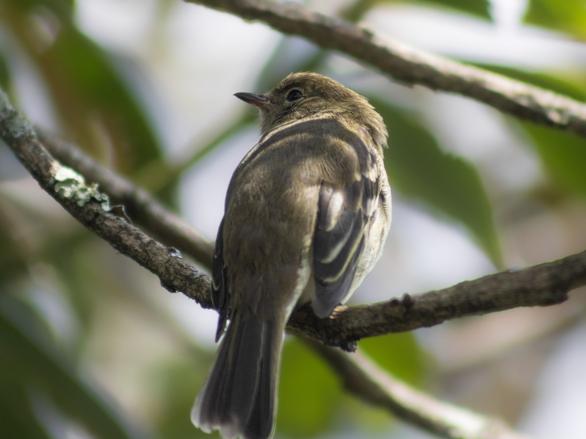 Acadian Flycatcher - ML647694595