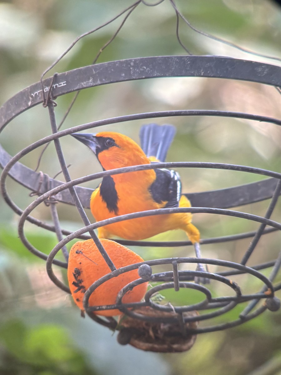 Altamira Oriole - ML647694607