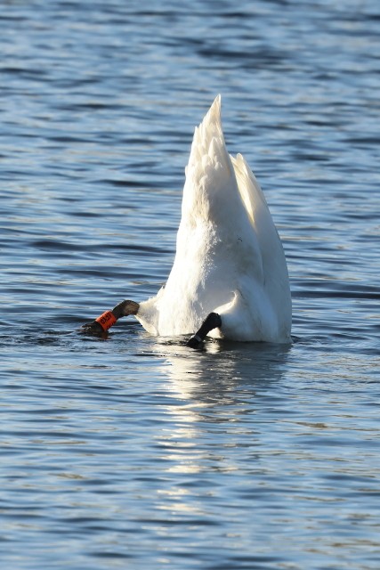 Лебідь-шипун - ML647694623