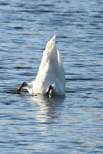 Лебідь-шипун - ML647694624