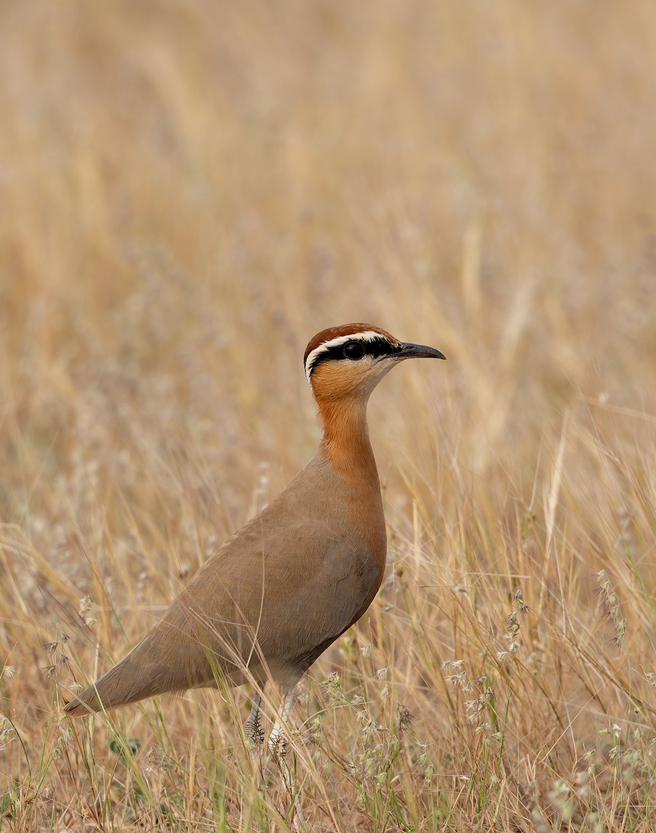 Indian Courser - ML647694628