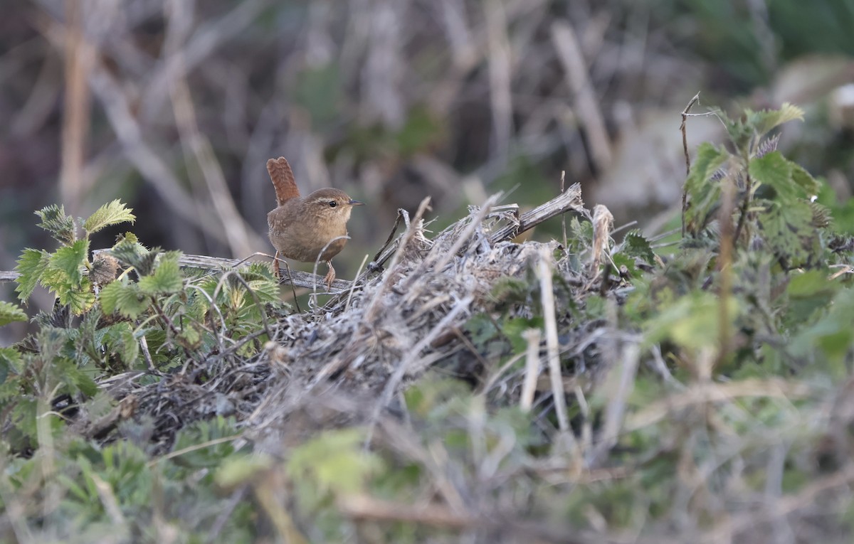 ミソサザイ - ML647694643