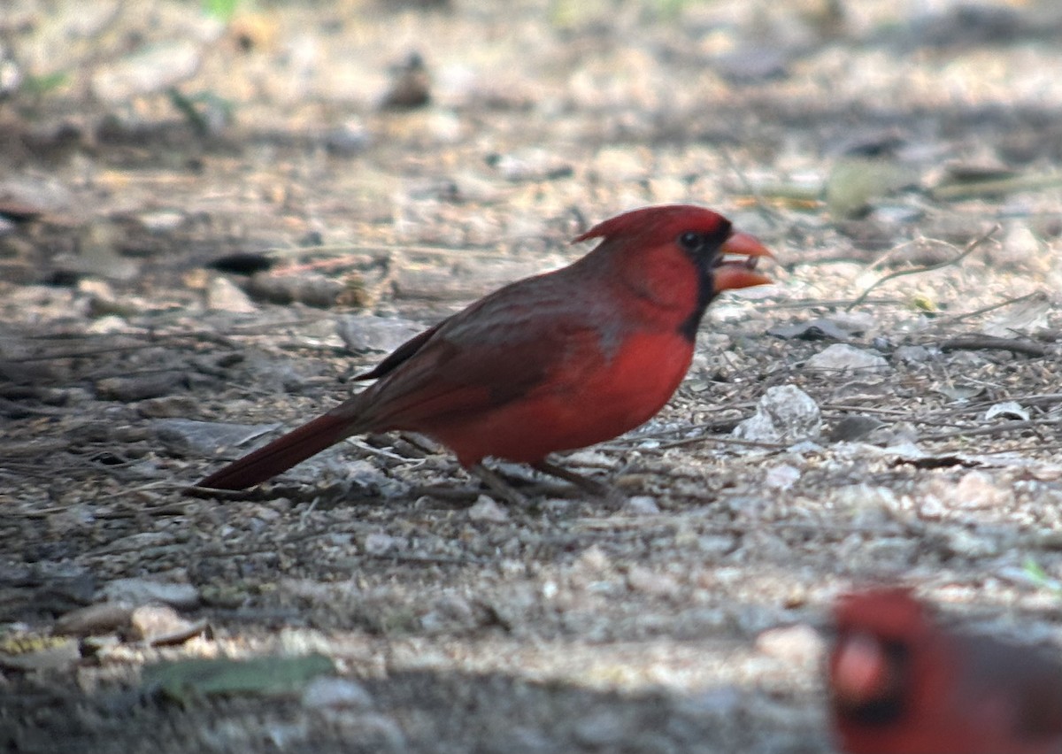 Cardinal rouge - ML647694648