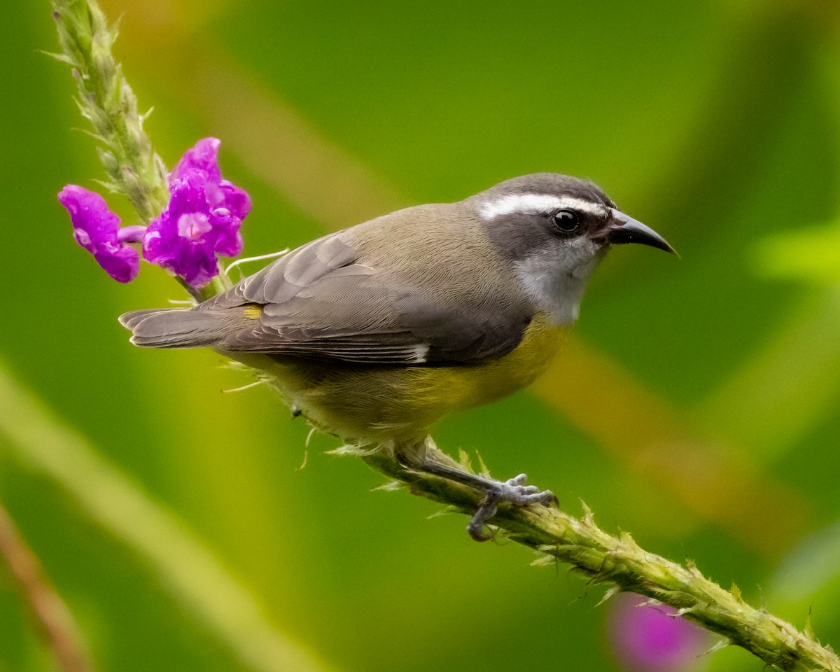 Bananaquit - ML647694654