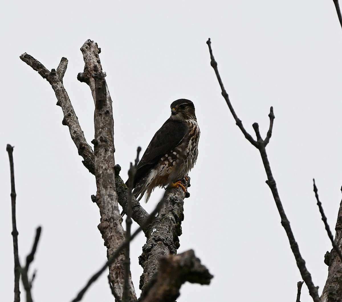 Дербник - ML647694662