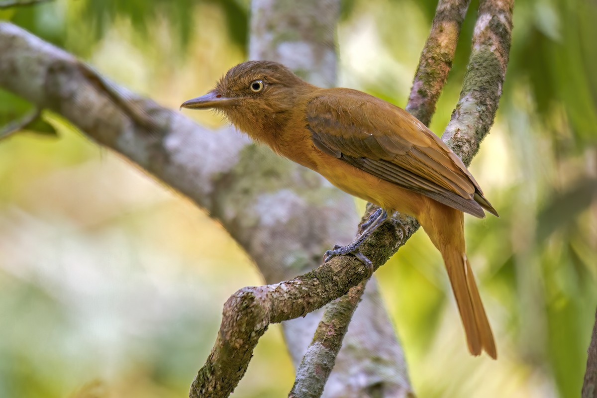 Dull-capped Attila - Andres Vasquez Noboa