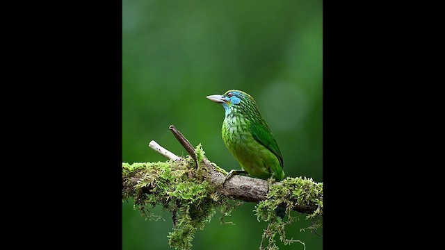 Yellow-fronted Barbet - ML647694691