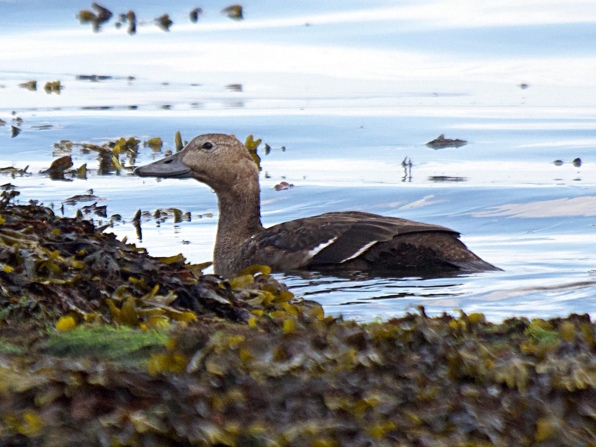 Steller's Eider - ML647694705