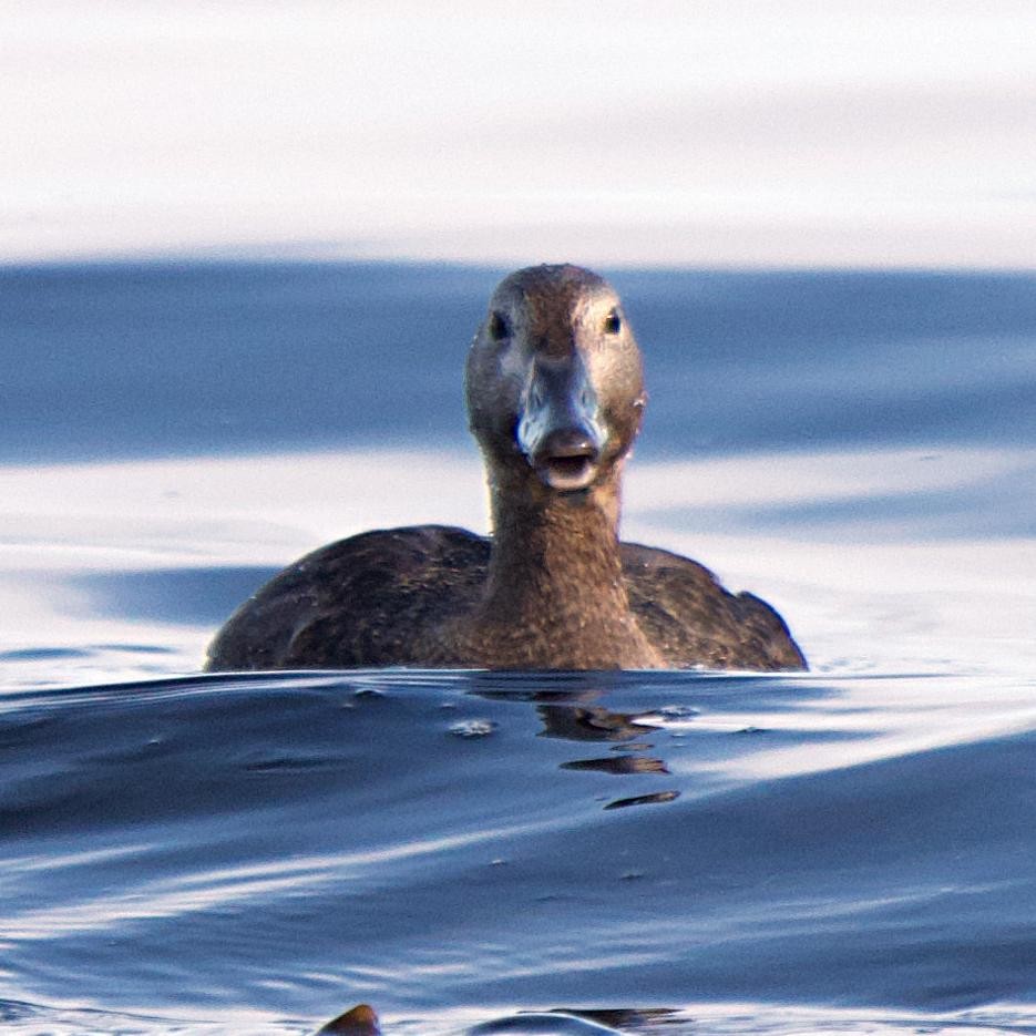 Steller's Eider - ML647694706