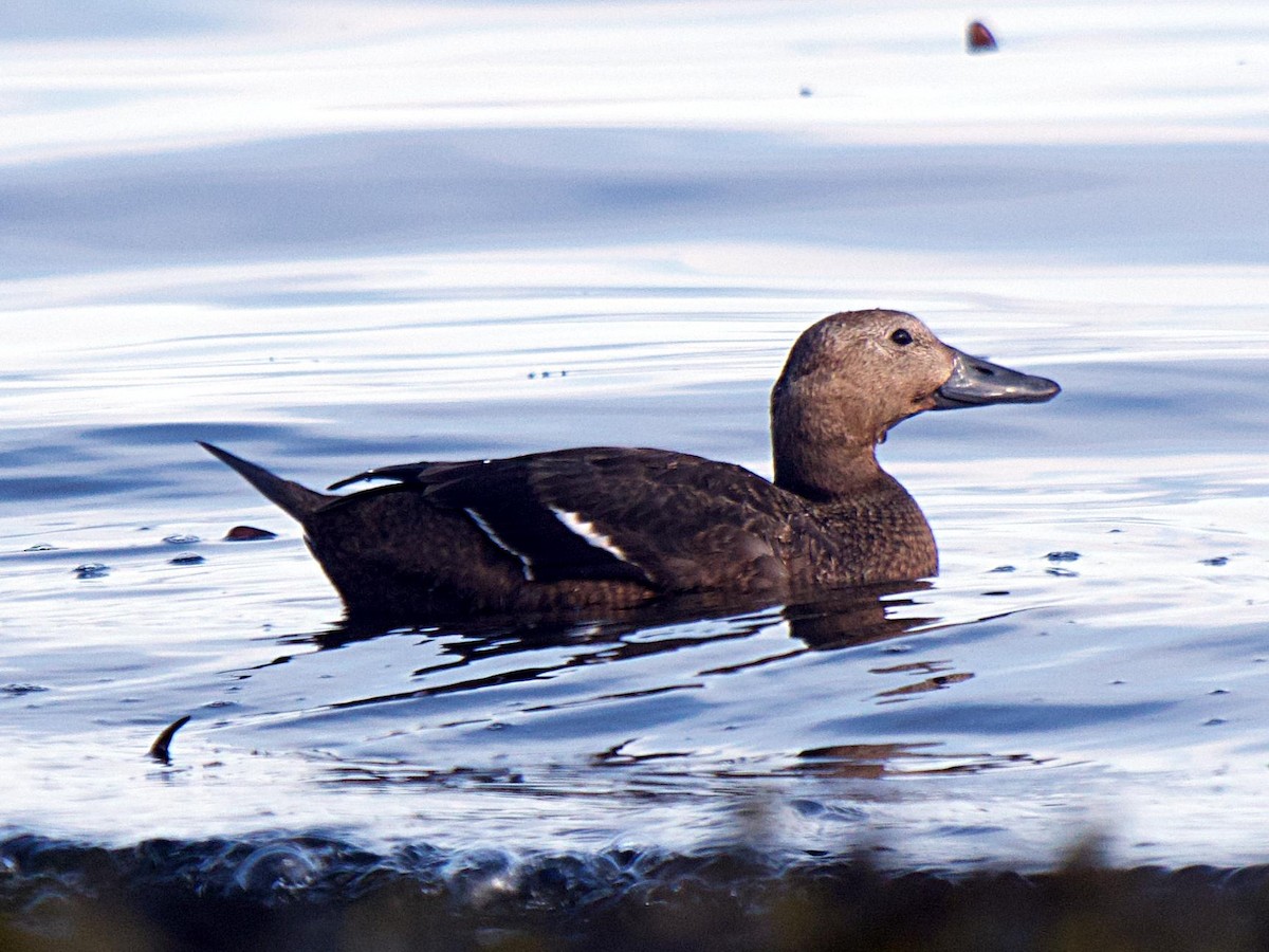 Steller's Eider - ML647694707