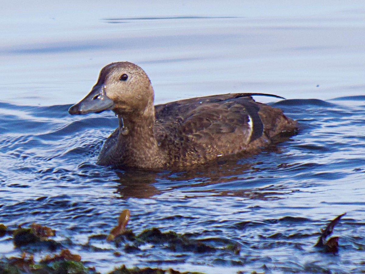 Steller's Eider - ML647694708
