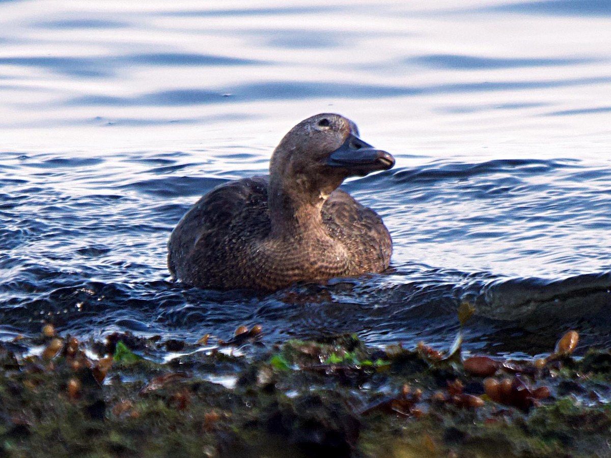 Steller's Eider - ML647694709