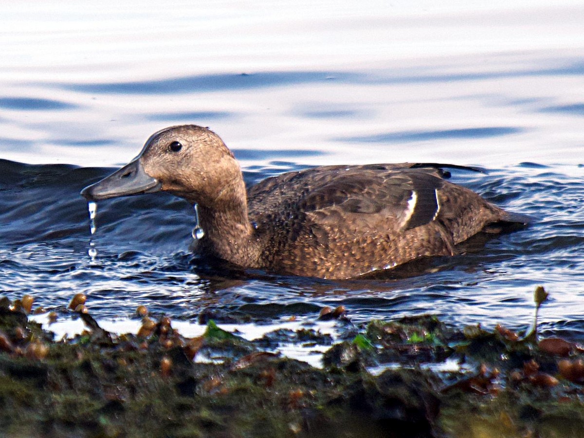 Steller's Eider - ML647694710