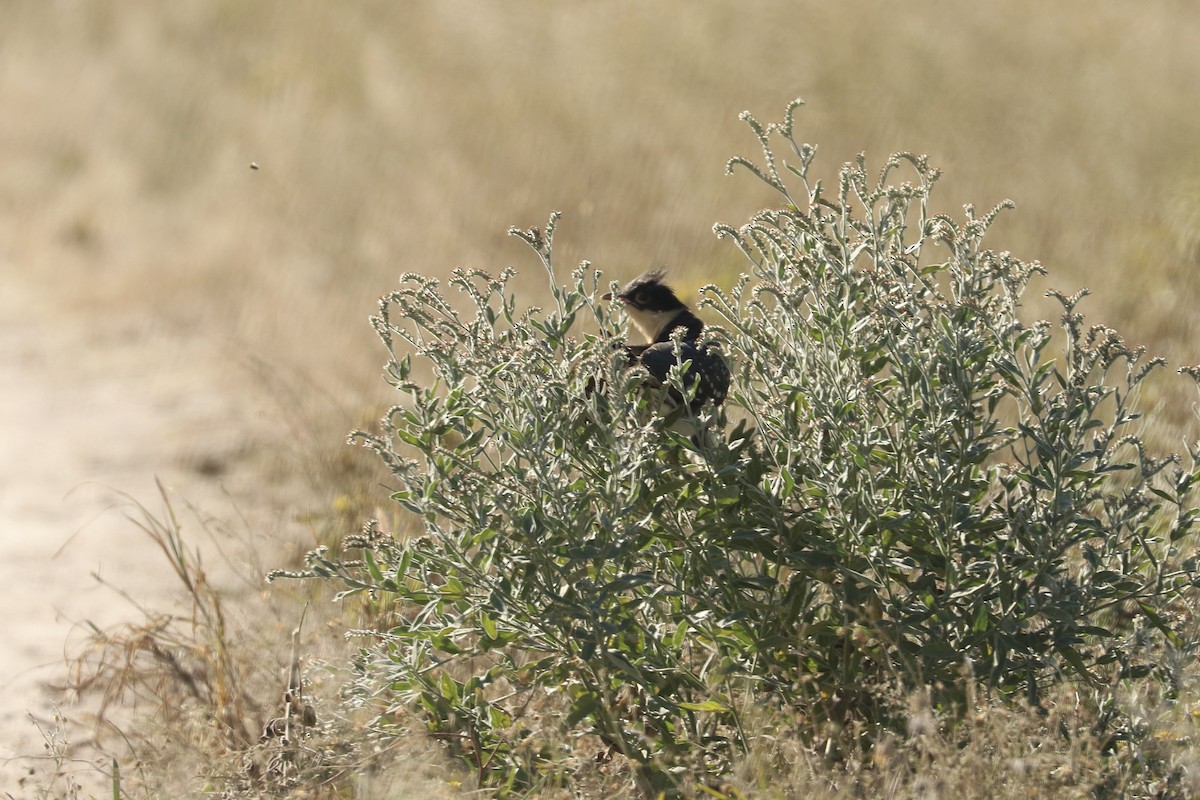 Great Spotted Cuckoo - ML647694711