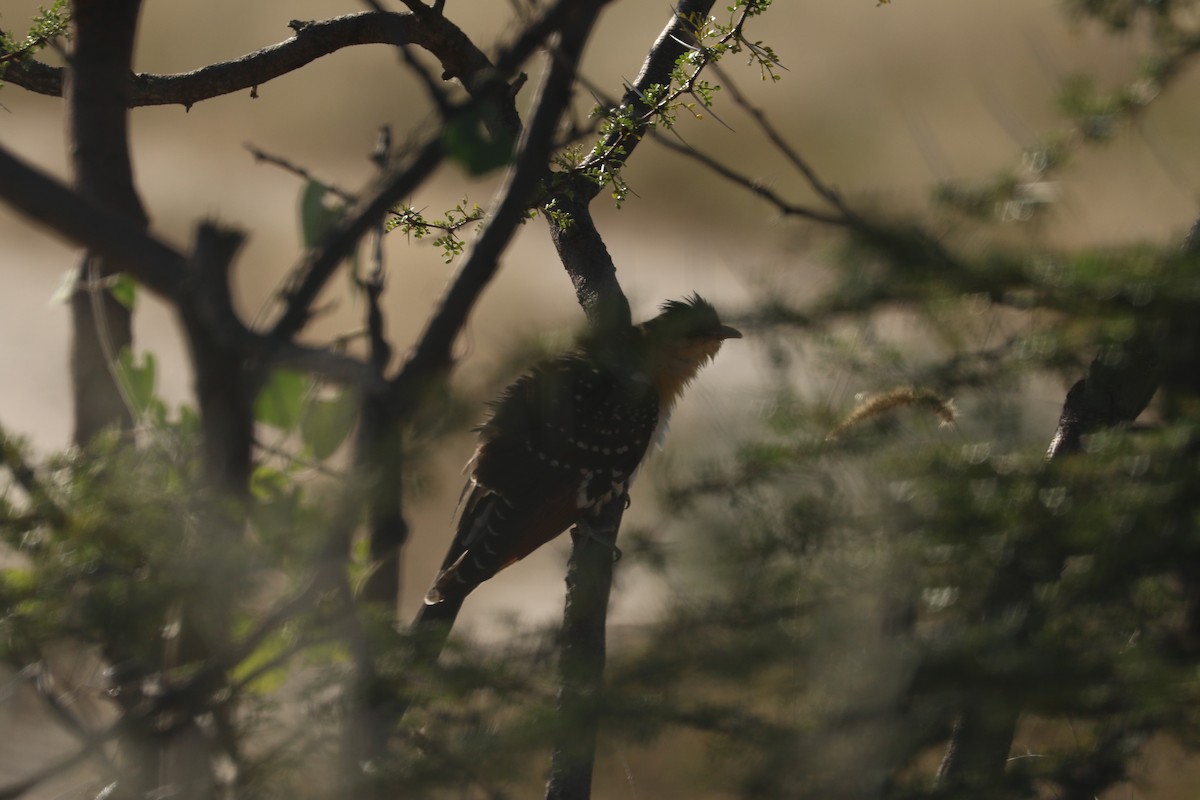 Great Spotted Cuckoo - ML647694712