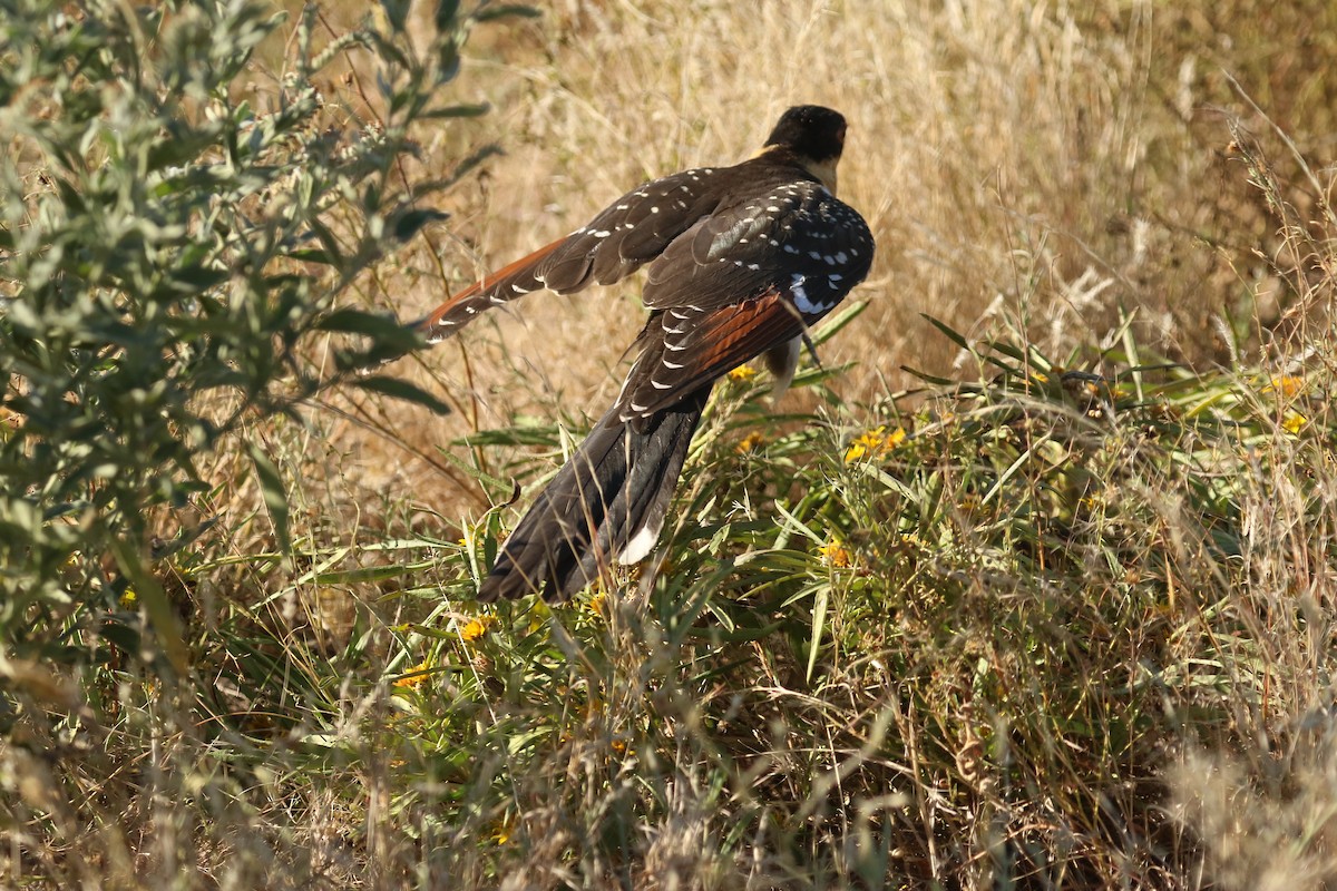 Great Spotted Cuckoo - ML647694713