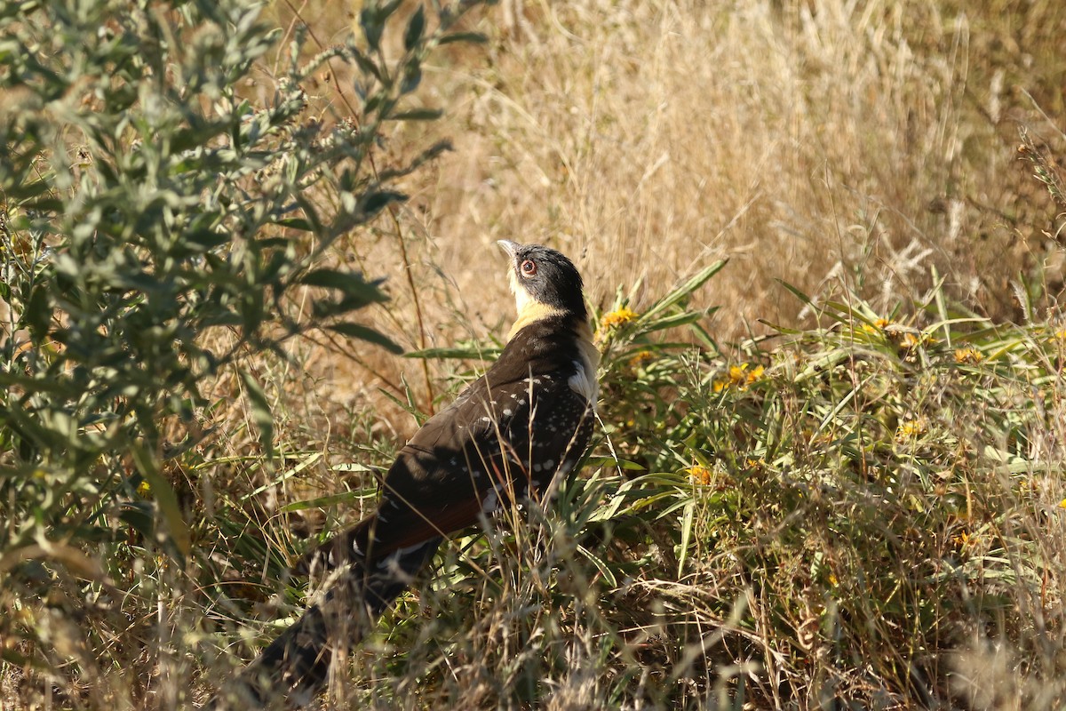 Great Spotted Cuckoo - ML647694714