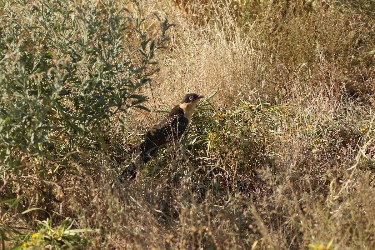 Great Spotted Cuckoo - ML647694715