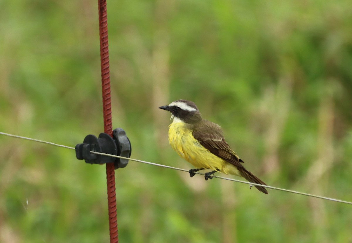 Rotscheitel-Maskentyrann - ML647694772