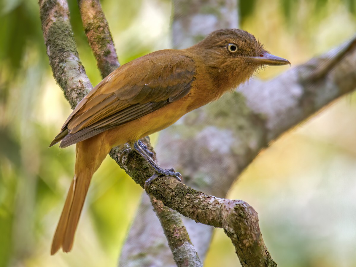 Dull-capped Attila - Attila bolivianus - Birds of the World