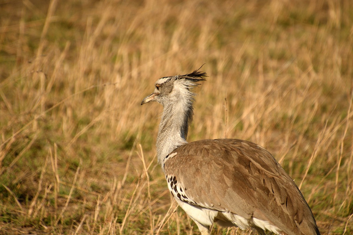 Kori Toyu - ML647694892