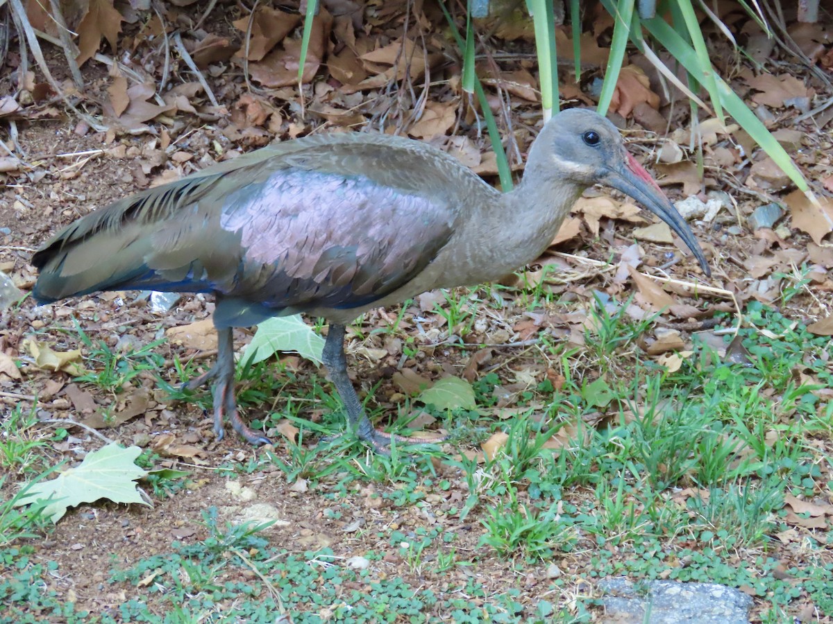 Hadada Ibis - ML647694902