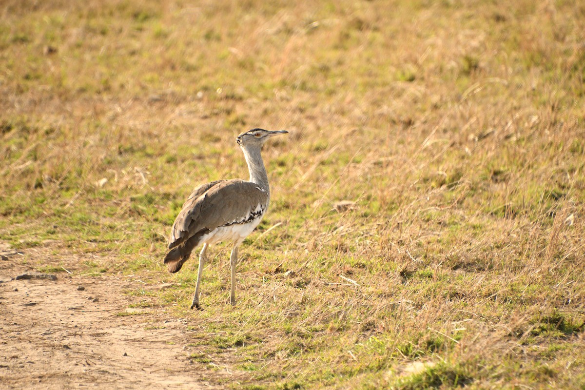 Kori Toyu - ML647694904