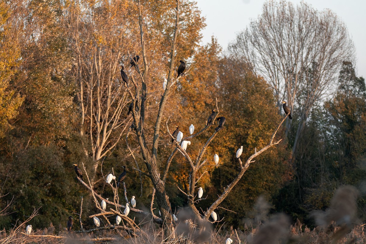 kormorán velký (ssp. sinensis/hanedae) - ML647694917