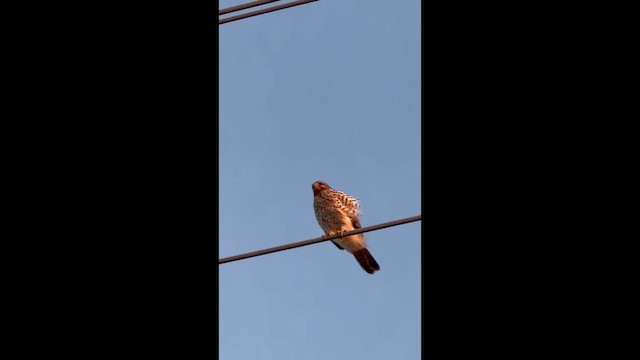 Red-shouldered Hawk - ML647694933