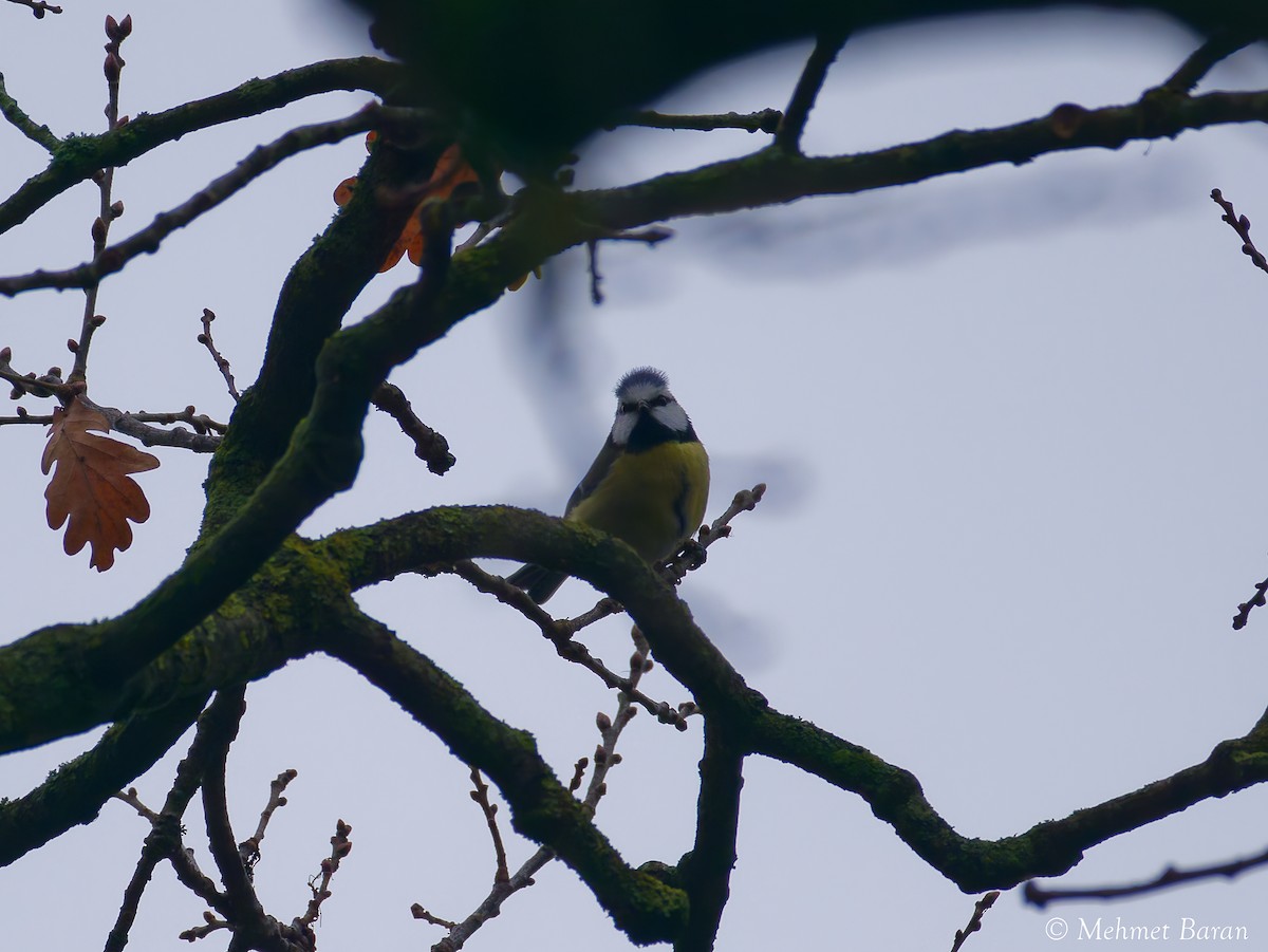 Herrerillo Común - ML647694937