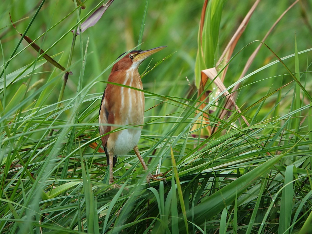Petit Blongios - ML647694962