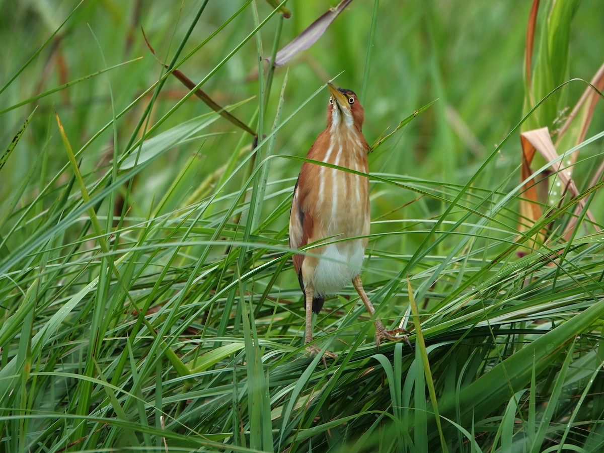 Petit Blongios - ML647694963