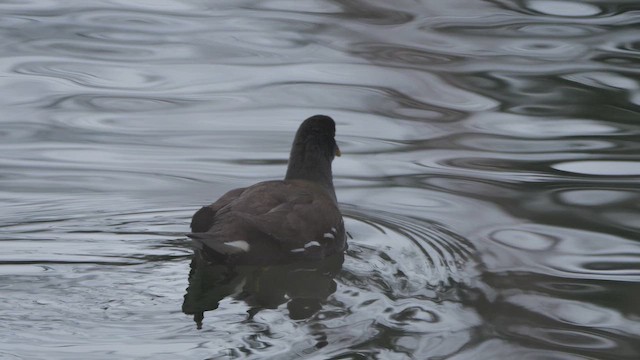Eurasian Moorhen - ML647694964