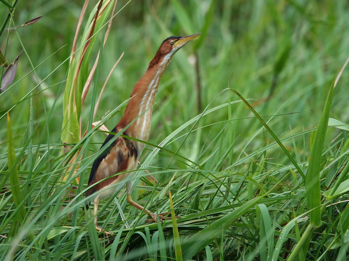 Petit Blongios - ML647694967