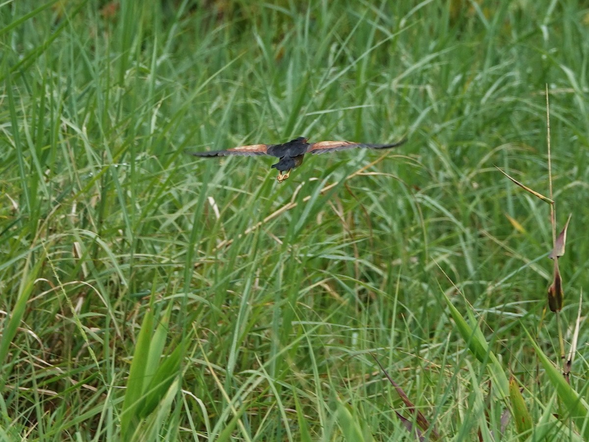 Petit Blongios - ML647694970