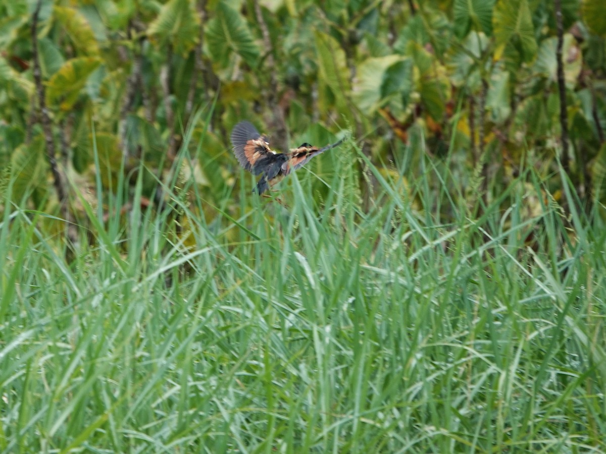 Petit Blongios - ML647694972