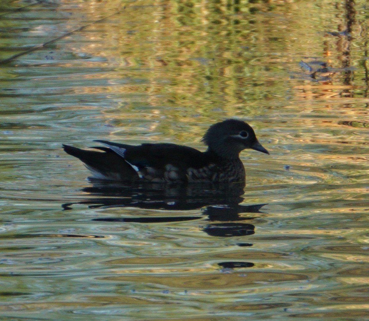 Mandarin Duck - ML647694985