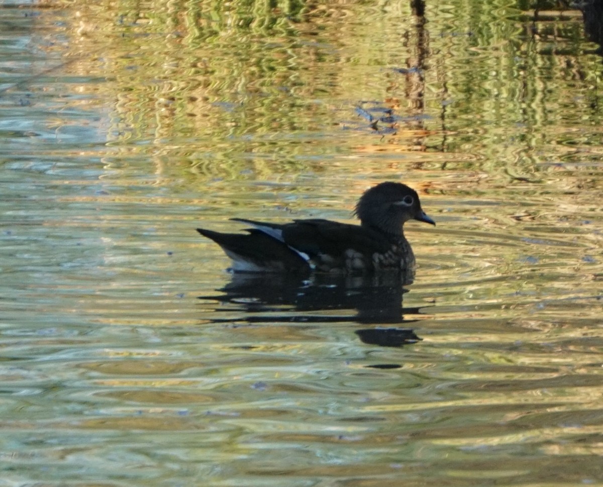 Mandarin Duck - ML647694986